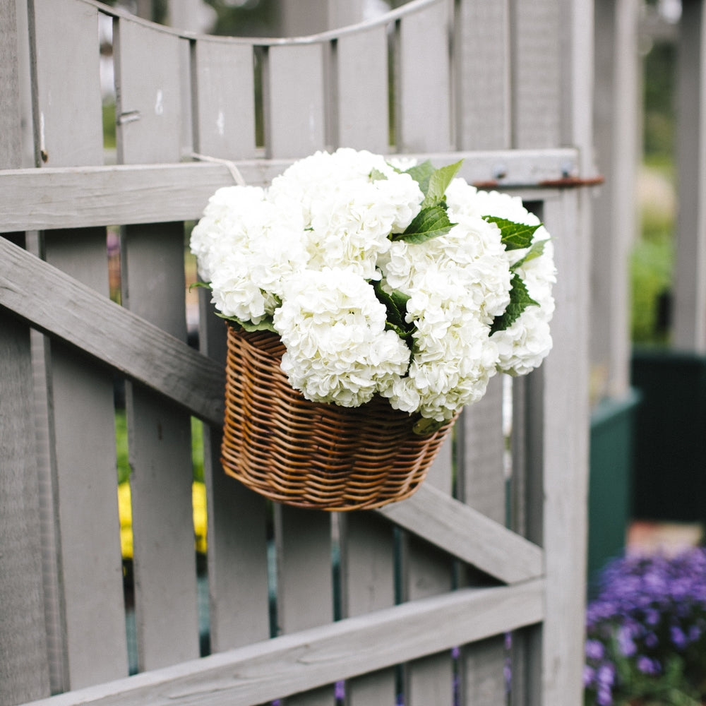 CISCO D – Nantucket Bike Basket Co.